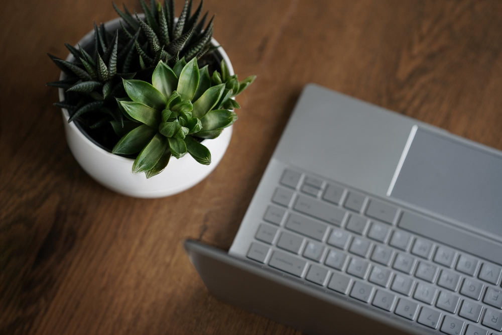 Pflanzen im Topf im Büro auf dem Schreibtisch neben einem Laptop