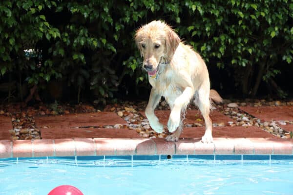 Hund springt in den Pool - aber dürfen Hunde das überhaupt oder lauern Gefahren?