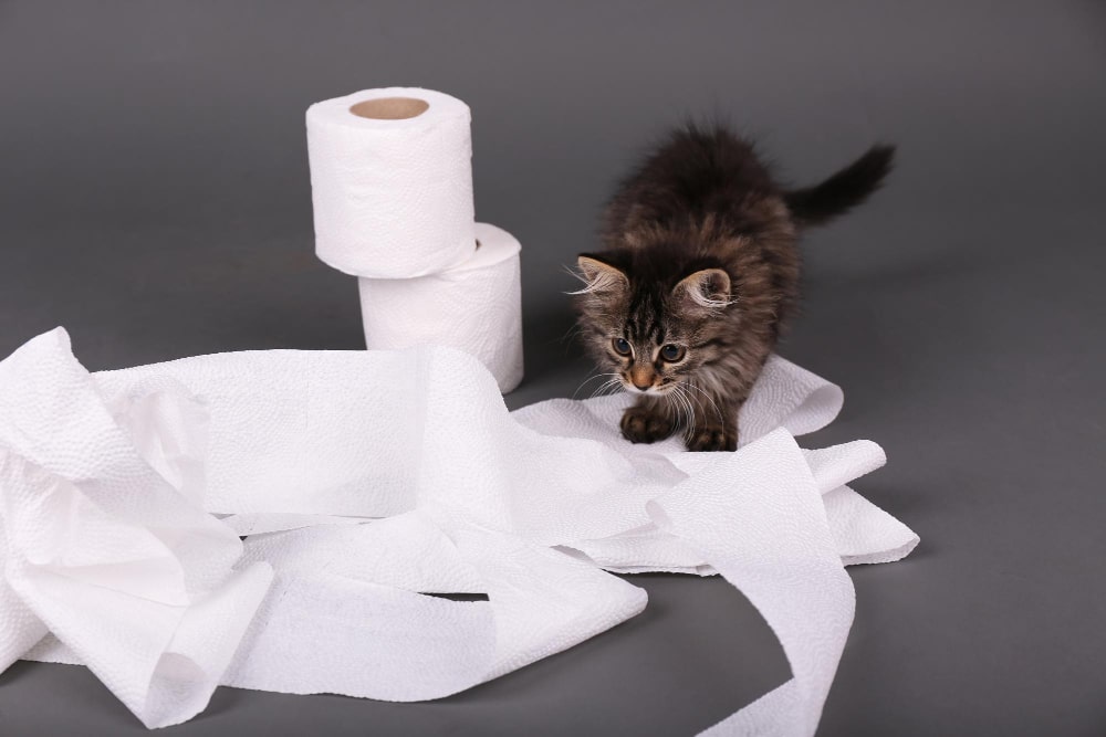 Katze spielt mit Toilettenpapier als Symbolbild für den Ratgeber: Selbstreinigendes Katzenklo
