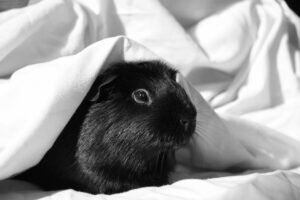 Schwarzes Meerschweinchen unter einer Decke als Symbolbild für den Ratgeber: Meerschweinchenkäfig nachts abdecken - ja oder nein?
