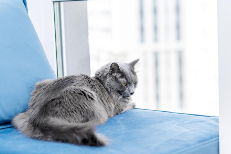 Katze liegt am Fenster. Das Fell auf dem Rücken der Katze wirkt etwas struppig als Symbolbild für den Ratgeber: Schuppen bei Katzen auf dem Rücken