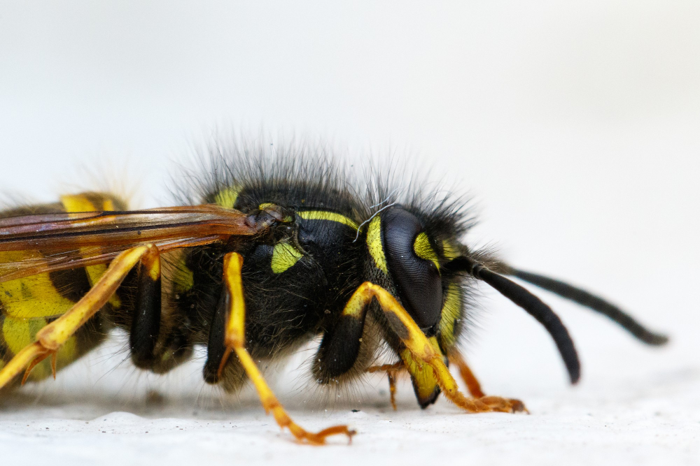 Großaufnahme einer Wespe als Symbolbild für den Ratgeber: Darf man Wespen töten?