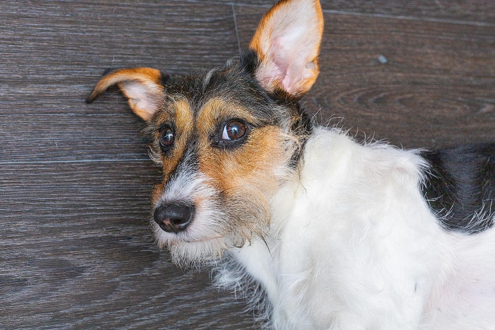 Ein Parson Jack Russel Terrier der verlegen Richtung Kamera blickt - Symbolbild für den Ratgeber: Hund pupst so viel