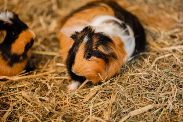 Putziges rotes und weißes Meerschweinchen Closeup als Symbolbild für den Ratgeber: Meerschweinchen-Geräusche