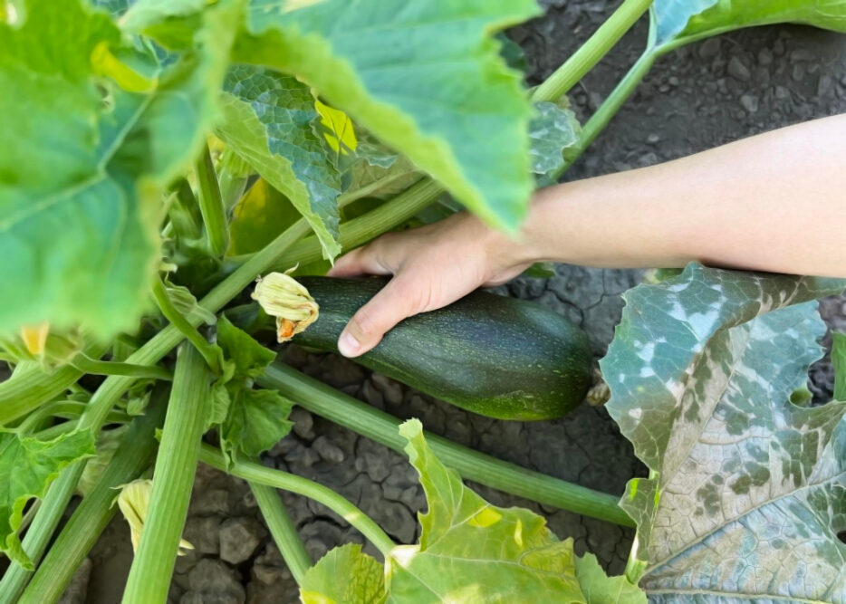 Jemand pflückt eine Zucchini frisch vom Strauch als Symbolbild für den Ratgeber: Kann man Zucchini roh essen