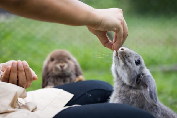 Besitzer füttert Kaninchen aus der Hand