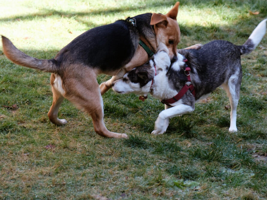 Raufende Hunde als Symbolbild für den Ratgeber: Was zu tun ist, wenn dein Hund gebissen wurde?