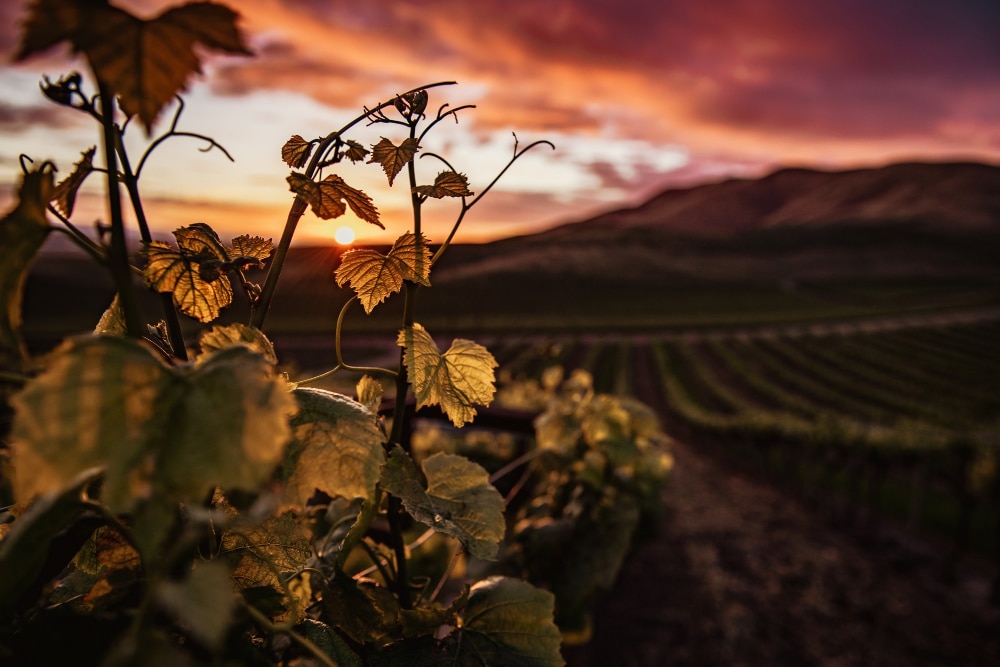Weinreben bei Sonnenuntergang am Hügel als Symbolbild zum Ratgeber: Weinreben schneiden im Sommer
