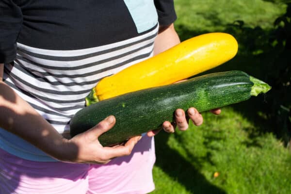 Eine große grüne und eine gelbe Zucchini aus dem Garten in den Händen einer Frau.