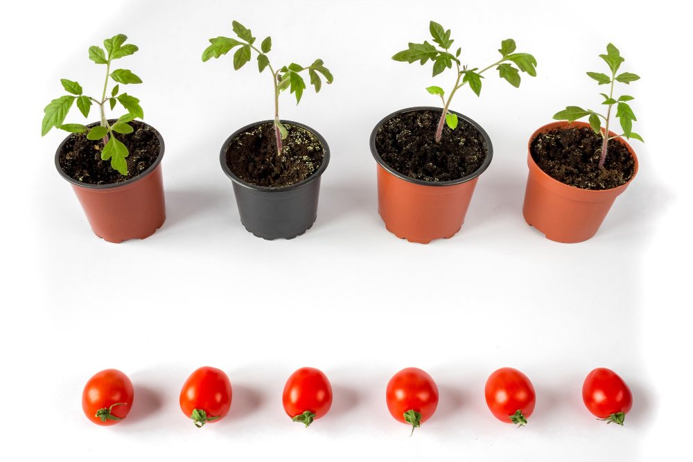 Tomatenstecklinge und Tomaten in je einer Reihe angeordnet als Symbolbild für den Ratgeber: Fehler beim Tomaten vorziehen