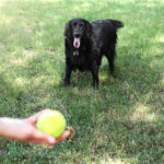 Hund und Halter spielen mit einem Ball, apportieren beibringen