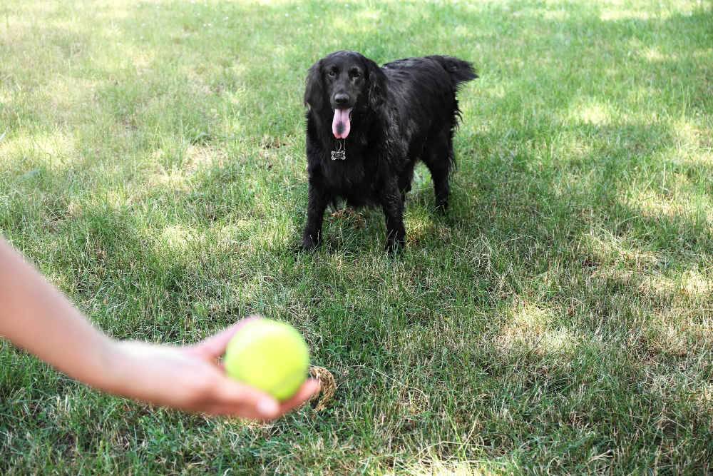 Hund und Halter spielen mit einem Ball, apportieren beibringen