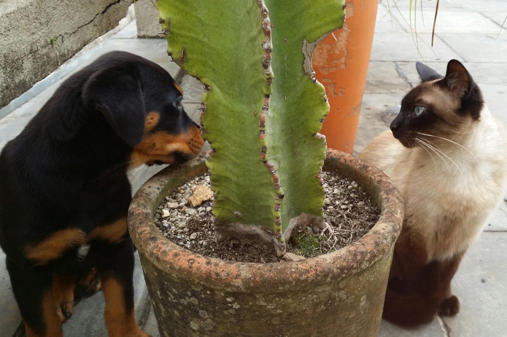 Hund und Katze sitzen neben einer Zimmerpflanze als Symbolbild für den Ratgeber: Unbedenkliche Zimmerpflanzen für Katzen und Hunde