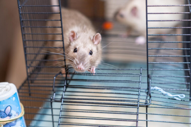 Ratte kommt aus dem Käfig als Symbolbild für den Ratgeber: Ratten als Haustier