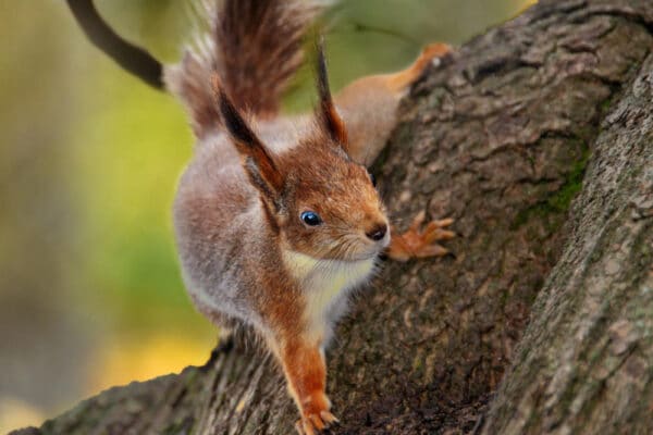 Neugieriges rotes Eichhörnchen am Baum