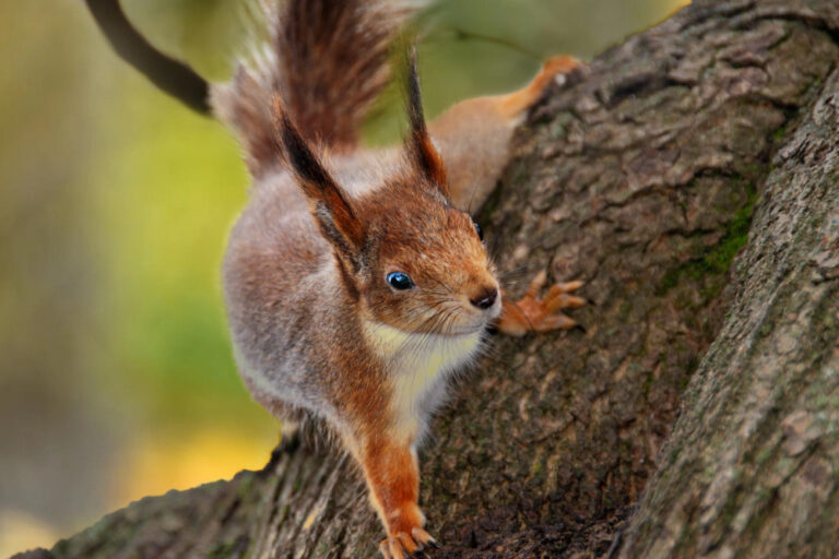 Neugieriges rotes Eichhörnchen am Baum