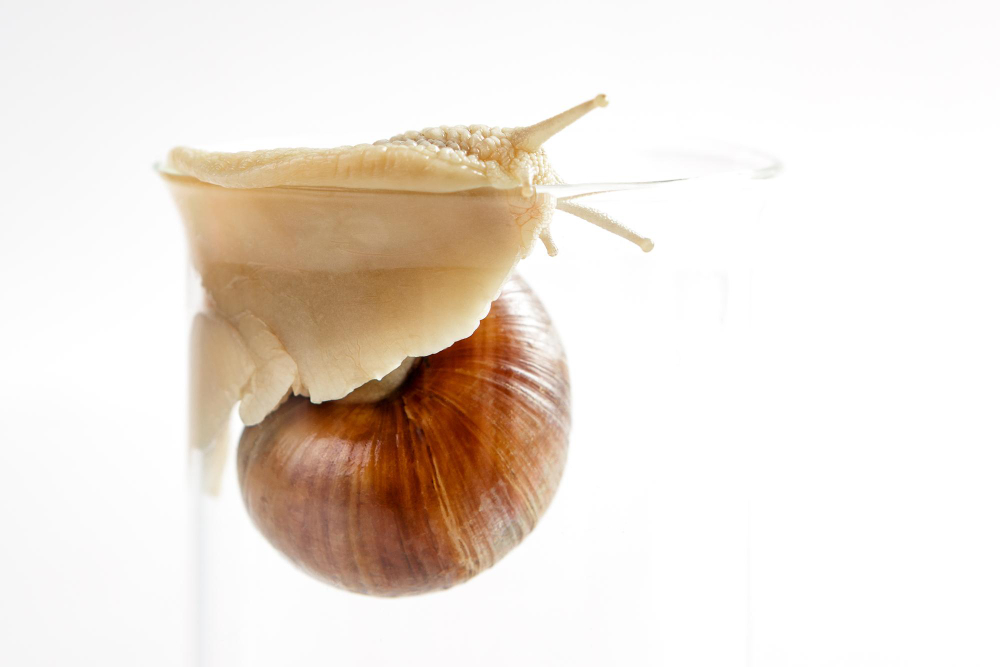 Eine Schnecke am Rand eines Glases als Symbolbild für Ratgeber: Schnecken als Haustier