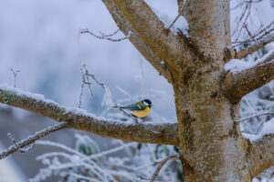 Kohlmeise sitzt auf einem Ast im Baum in einer Schneelandschaft als Symbolbild für den Ratgeber: Vögel im Winter füttern