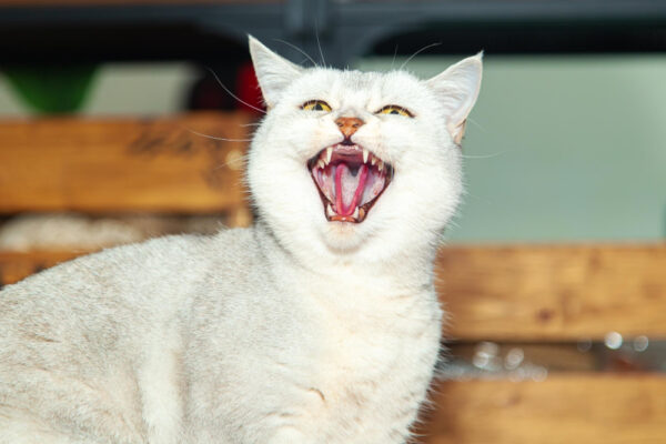 Weiße Katze, die ihr Maul weit aufreißt und die Zähne zeigt als Symbolbild für den Ratgeber: Zahnstein bei Katzen erkennen