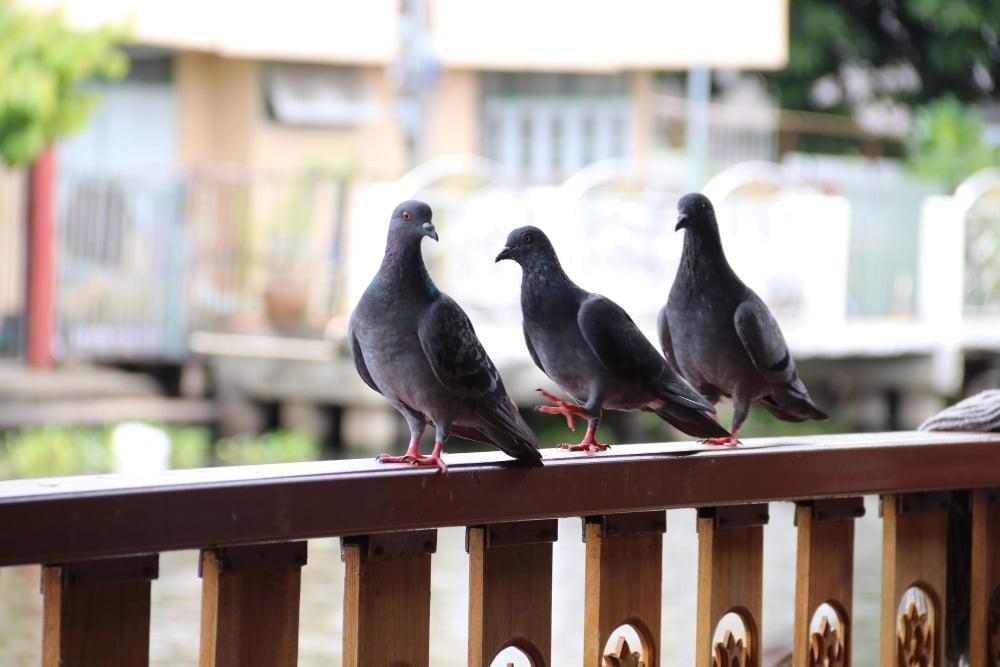 Tauben auf einem Balkongeländer. Das Bild symbolisiert das Thema: Taubenabwehr auf dem Balkon.