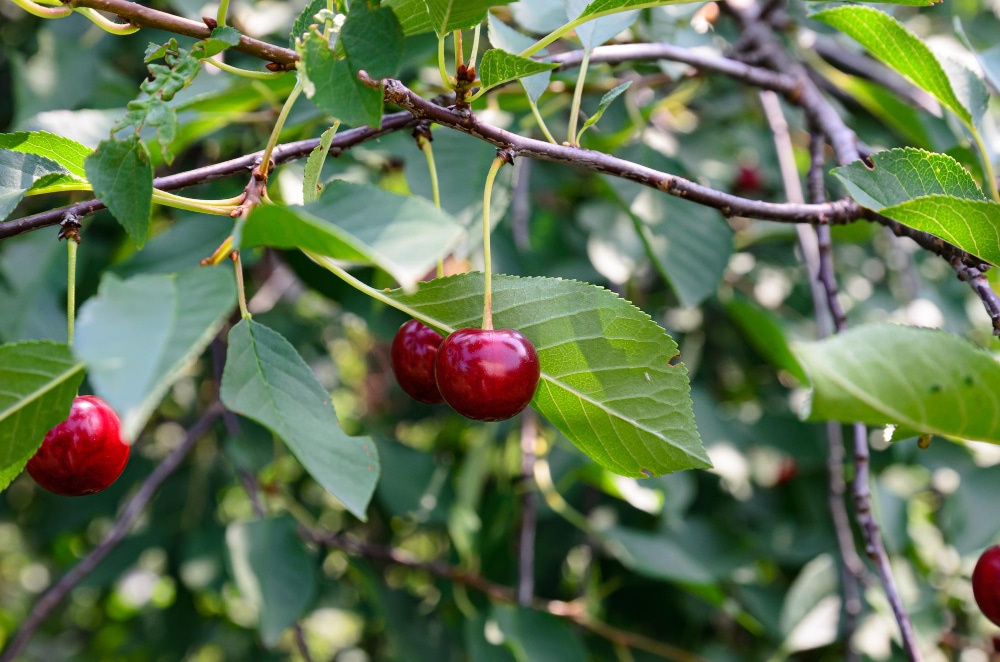 Kirschen am Ast als Symbolbild für den Ratgeber: Kirschkern ganz einfach einpflanzen