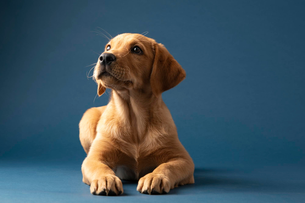 Hund macht auf Kommando Platz