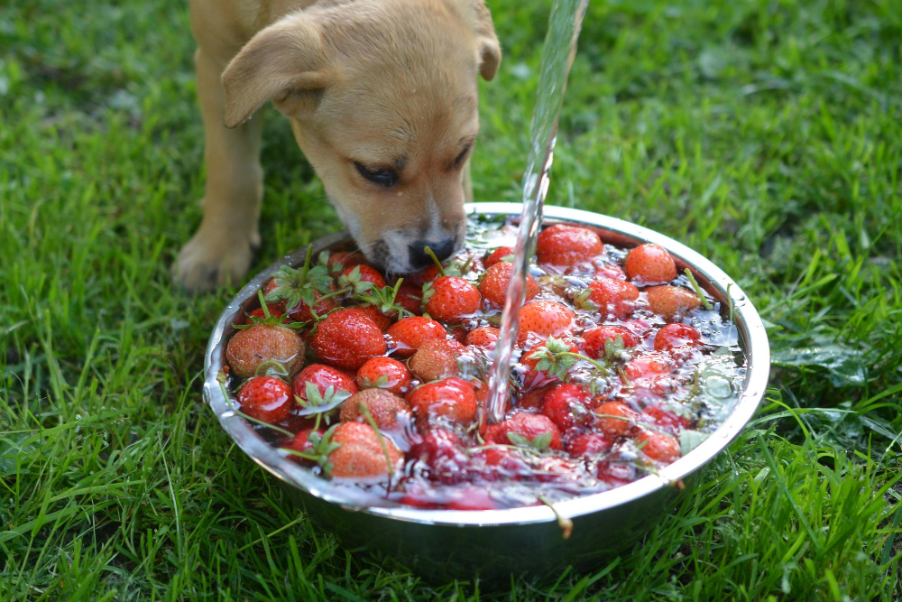 Kleiner Hund an einer Schüssel voller Erdbeeren auf der Wiese als Symbolbild für den Ratgeber: Dürfen Hunde Erdbeeren essen?