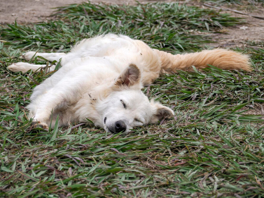 Hund wälzt sich im Gras als Symbolbild für den Ratgeber: Warum wälzen sich Hunde?