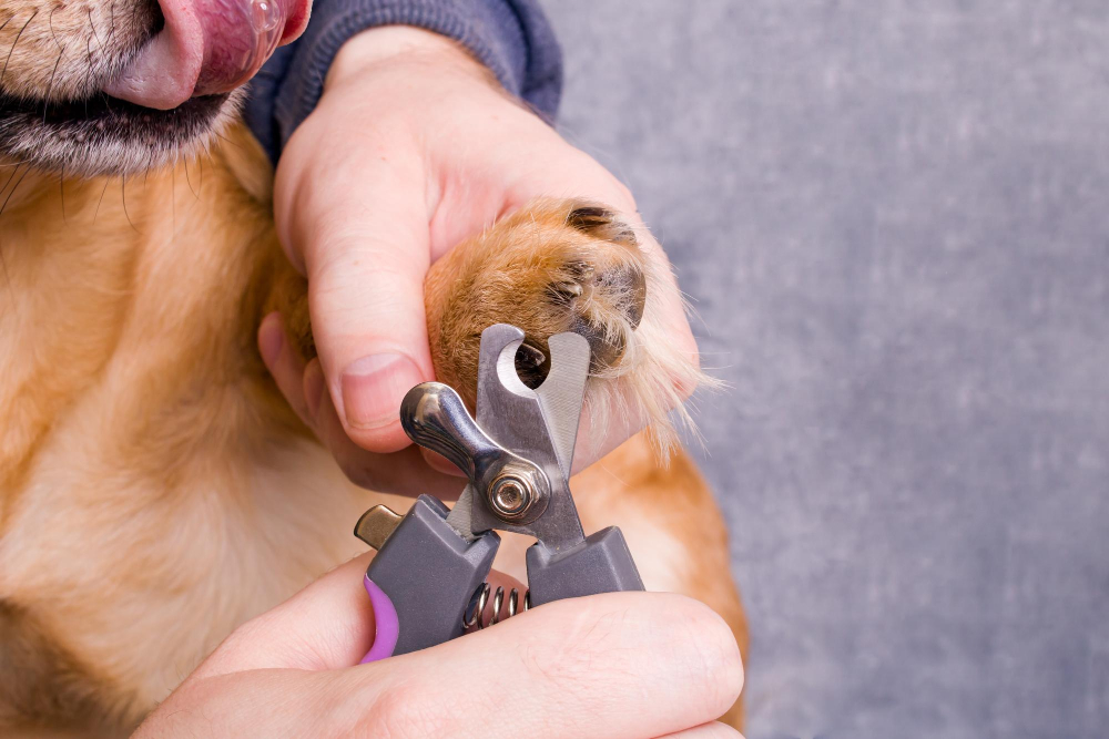 Krallen schneiden beim Hund mit einer Krallenzange