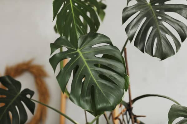 Großaufnahme einer Monstera