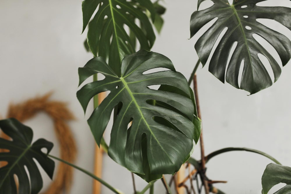 Großaufnahme einer Monstera