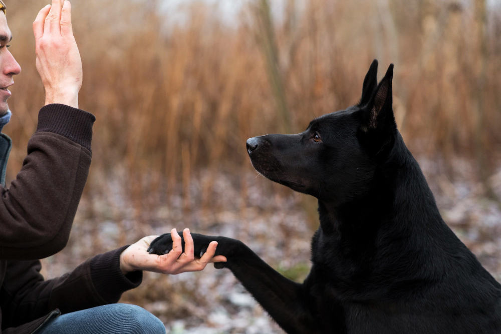 Hund gibt Pfötchen auf Kommando