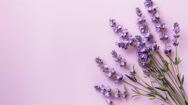 Ein Strauß Lavendel mit zarten, lila Blüten liegt auf einem rosa Hintergrund, bereit für den Einsatz in Düften oder Dekorationen.