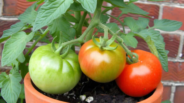 Tomaten wachsen an der Pflanze im Topf