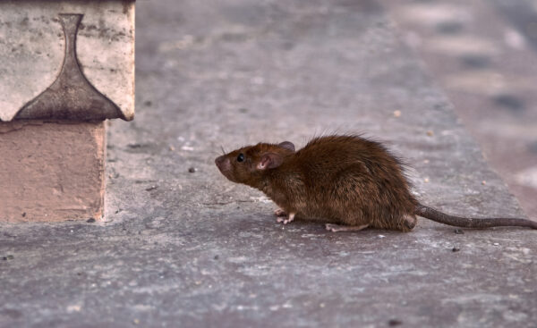 Braune Ratte, die auf einer Oberfläche sitzt und in Richtung einer Wand schaut, symbolisch für das Thema 'Wer zahlt Rattenbekämpfung?