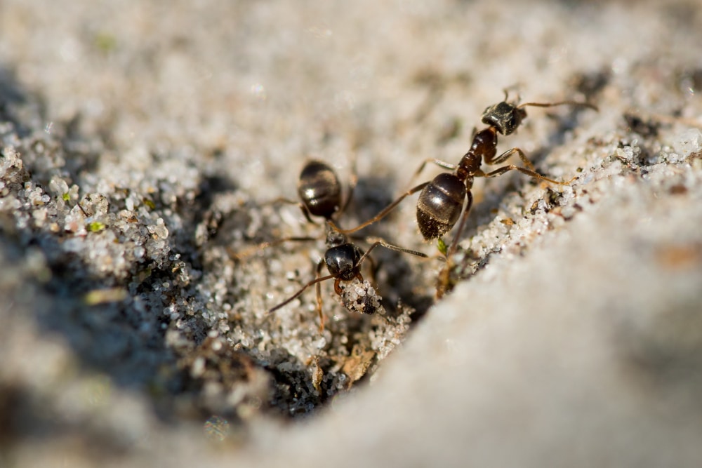 Großaufnahme von Ameisen - was tun, wenn sie sich im Hochbeet ansiedeln?
