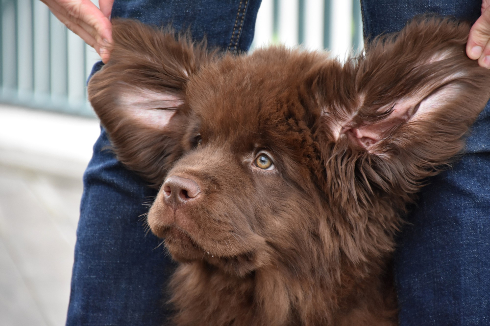 Hundeohren sind sehr empfindlich - was du über das Reinigen wissen solltest.