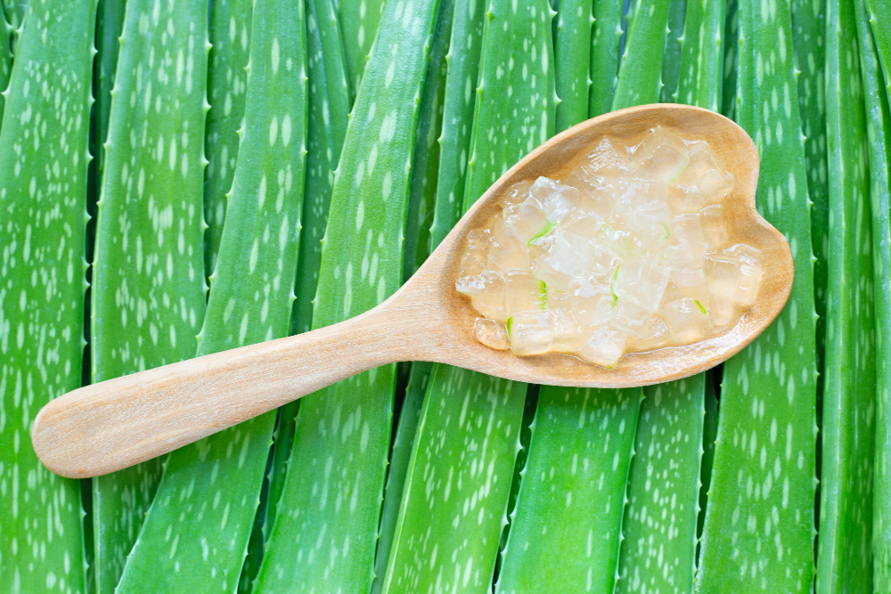 Aloe barbadensis Miller Gel extrahiert auf Kochlöffel zum Essen - im Hintergrund Aloeblätter