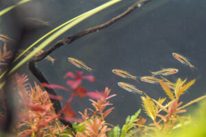 Kleiner Schwarm oranger Zwergbärblinge (Boraras brigittae) schwimmt in einem dicht bepflanzten Aquarium ohne Filter mit bunten Wasserpflanzen und einer geschwungenen Wurzel im Hintergrund.