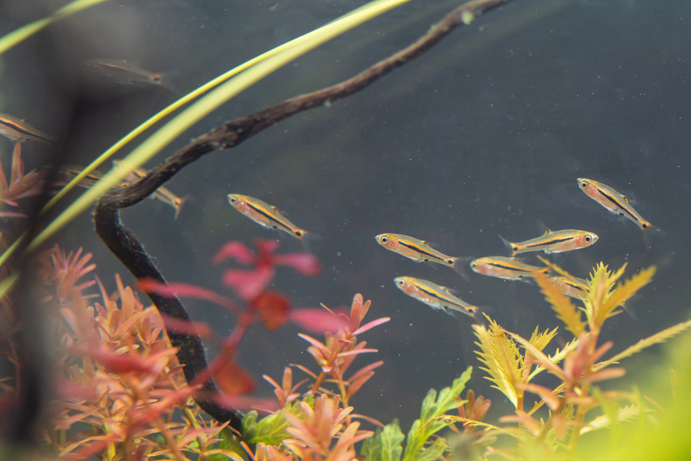 Kleiner Schwarm oranger Zwergbärblinge (Boraras brigittae) schwimmt in einem dicht bepflanzten Aquarium ohne Filter mit bunten Wasserpflanzen und einer geschwungenen Wurzel im Hintergrund.