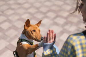 Hund und Halter geben sich High Five, symbolisch für eine starke Bindung.