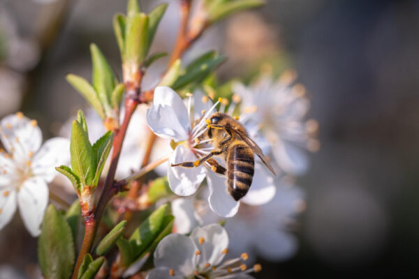 Blüte der Manuka auf der eine Biene Pollen für Honig sammelt