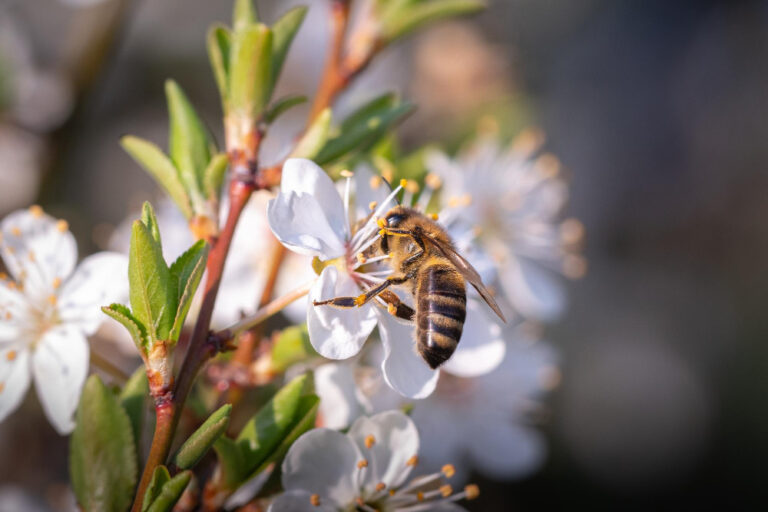 Blüte der Manuka auf der eine Biene Pollen für Honig sammelt