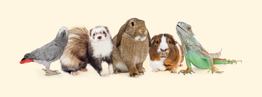 Kleintiere, Vögel & Fische