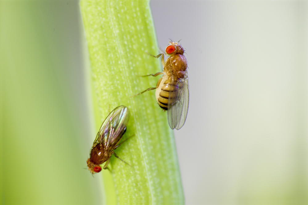 Obstfliegen an einem Grashalm als Symbolbild für den Ratgeber: Kleine Fliegen in der Wohnung