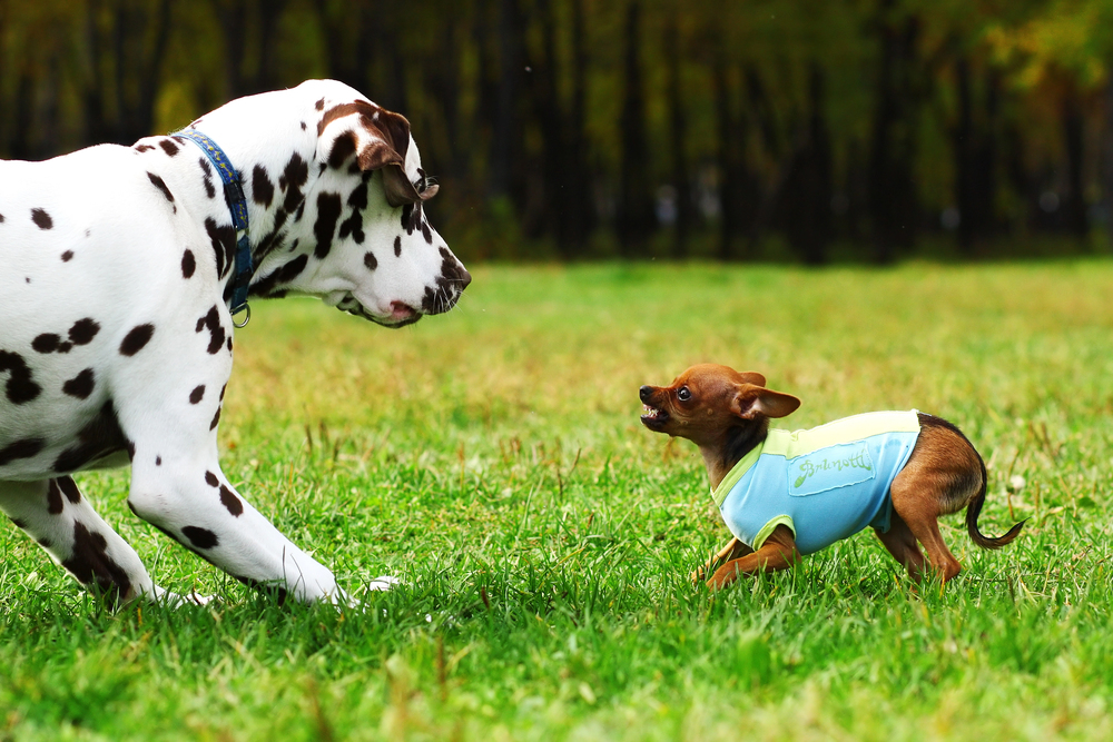 Ein großer und ein kleiner Hund zeigen aggressives Verhalten auf einer Wiese als Symbolbild für den Ratgeber: Hund reagiert aggressiv auf andere Hunde