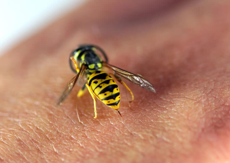 Wespe auf dem Arm eines Menschen als Symbolbild für den Ratgeber: Wie oft können Wespen stechen
