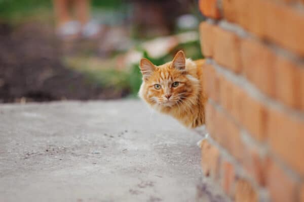 Katze sieht hinter einer Hauswand hervor als Symbolbild für den Ratgeber: Katzen vertreiben