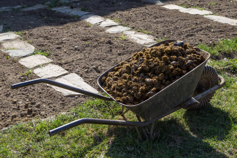 Schubkarre voll Pferdemist als Symbolbild für den Ratgeber: Pferdemist als Dünger?