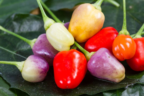 Verschiedene Mini-Paprika als Symbolbild für den Ratgeber: Paprika im Topf pflanzen